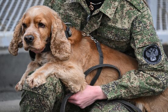 Russia Customs Dog Handlers Competition