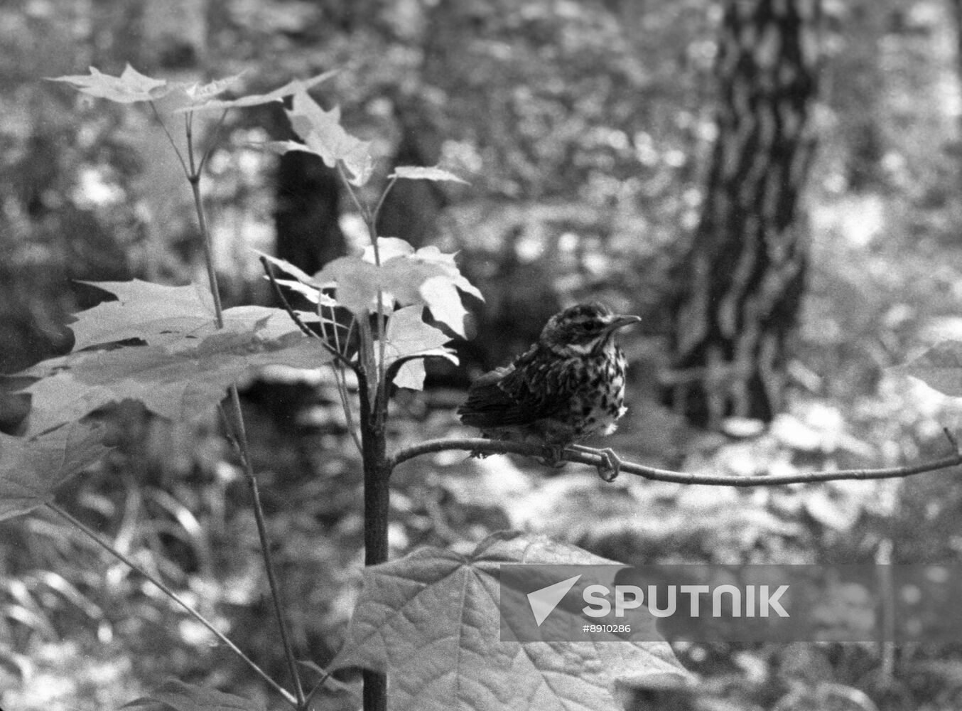 Prioksko-Terrasny State Nature Reserve