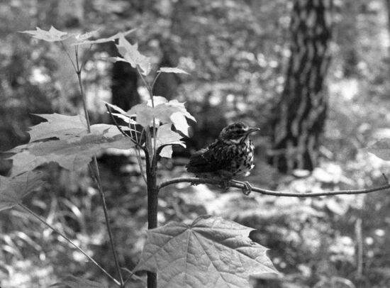 Prioksko-Terrasny State Nature Reserve