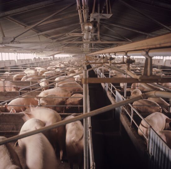 Livestock complex in Nizhny Novgorod Region