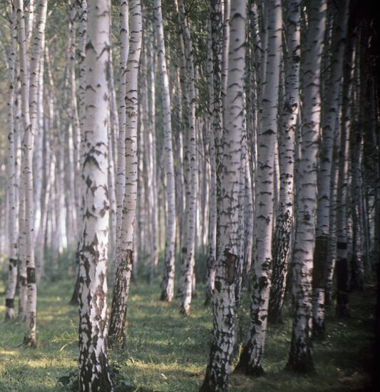 Birch grove, Moscow Region