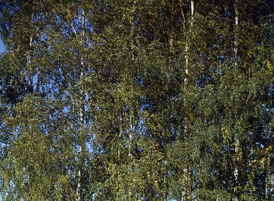Russian Birches