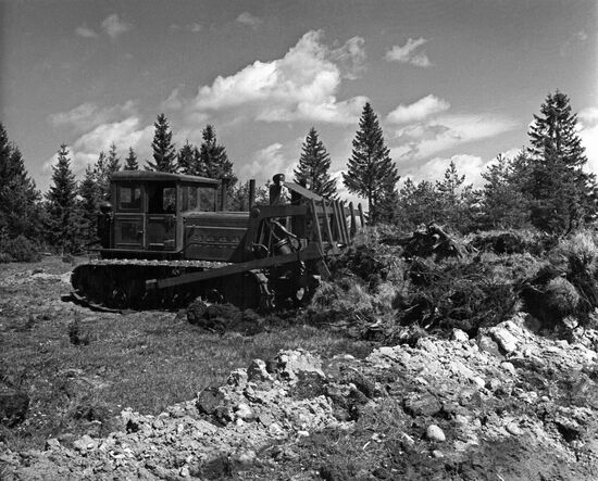 Clearing forest belt to develop new lands