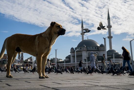 Turkey Istanbul Cityscapes