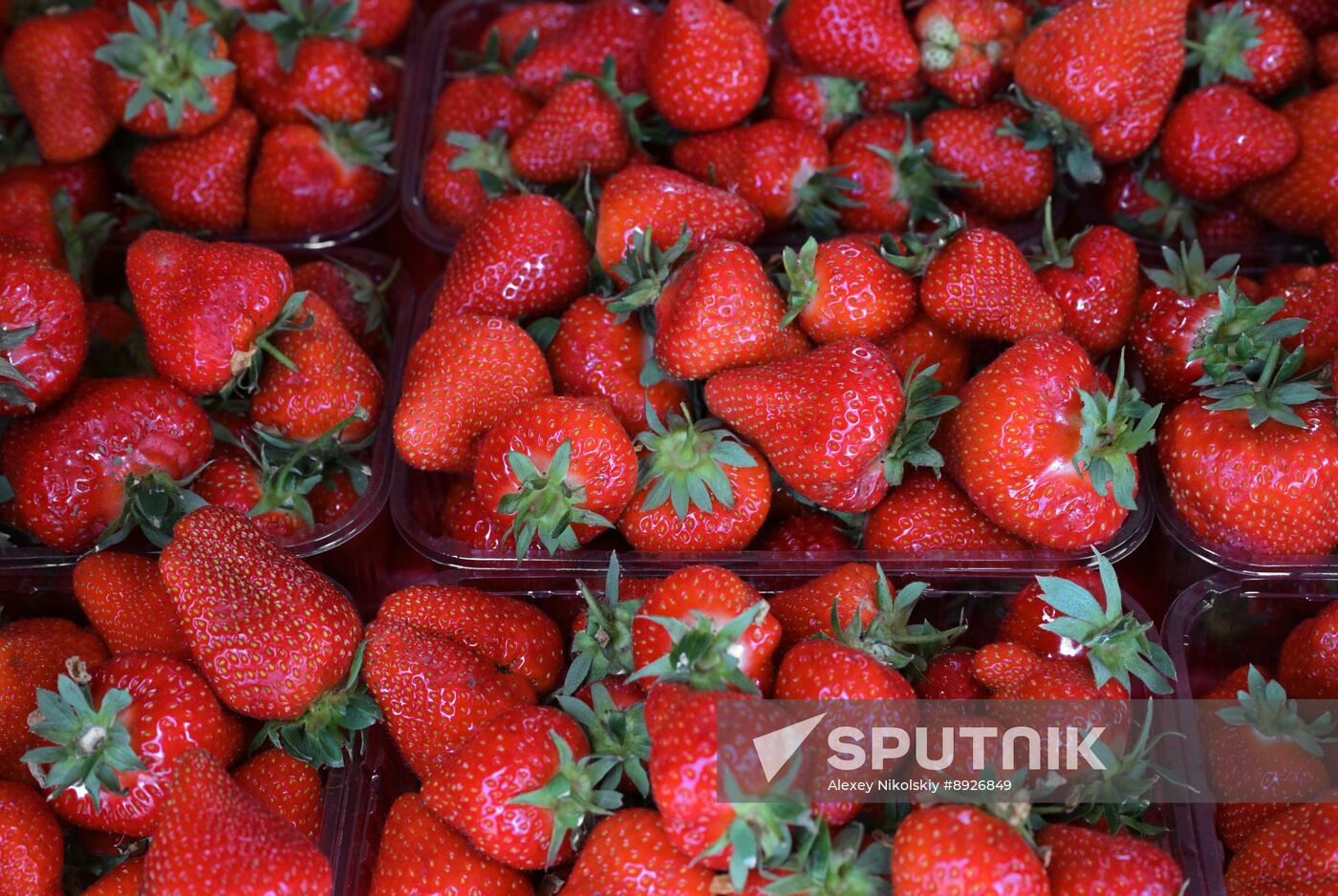 Russia Berries Selling