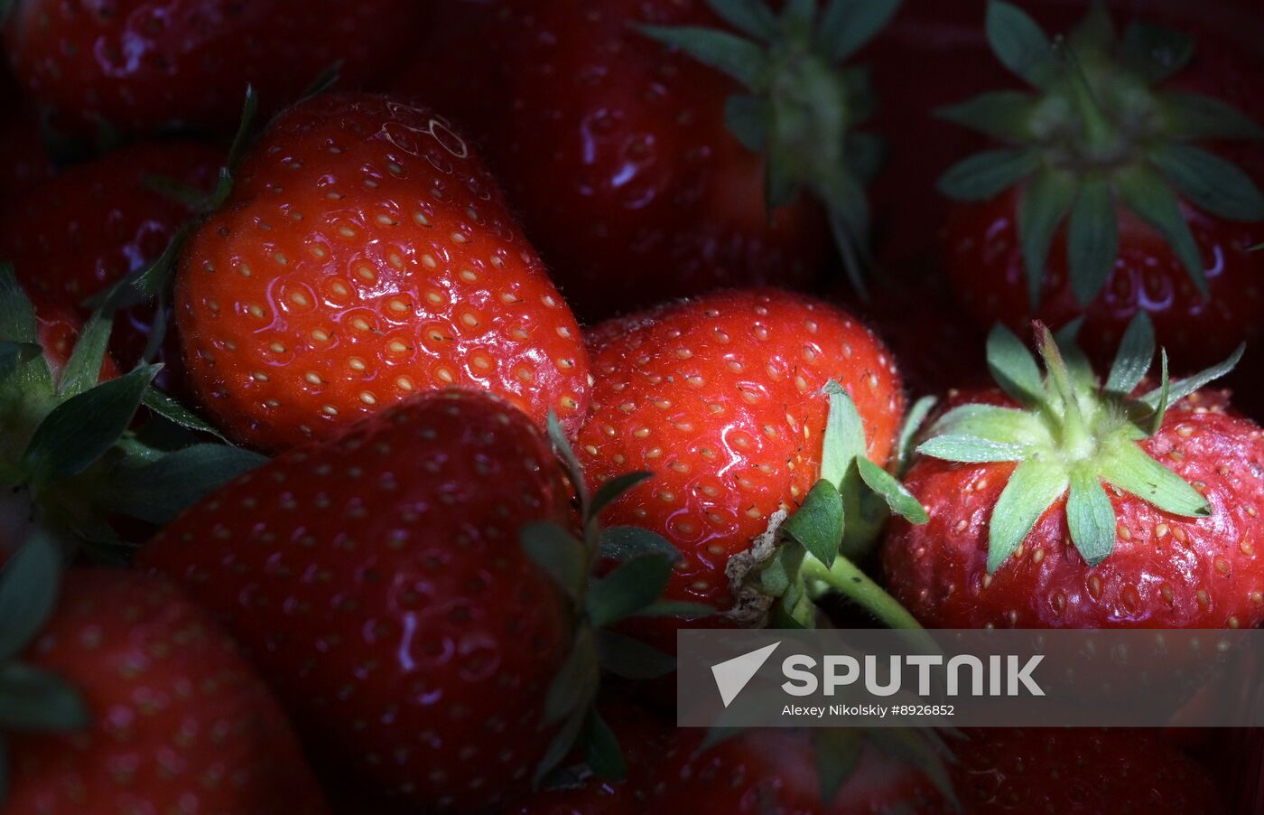 Russia Berries Selling