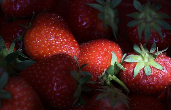 Russia Berries Selling