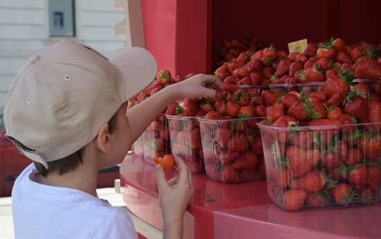 Russia Berries Selling