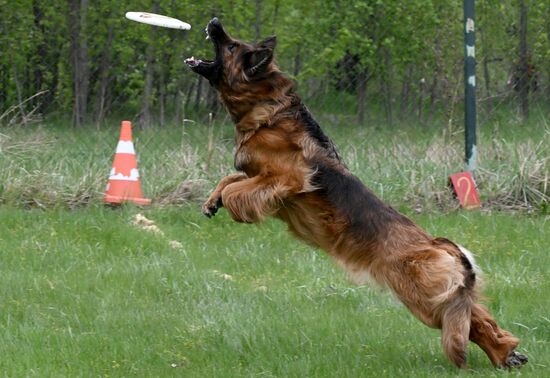 Russia Сynological Сompetition