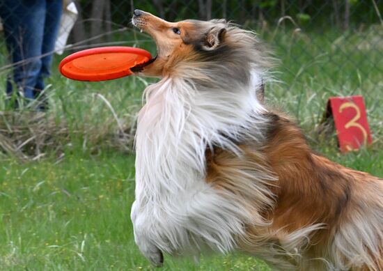 Russia Сynological Сompetition