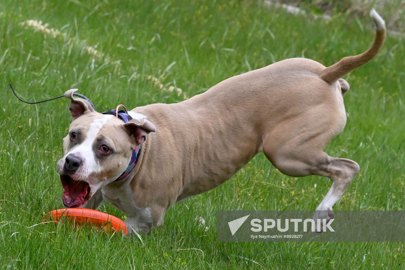 Russia Сynological Сompetition