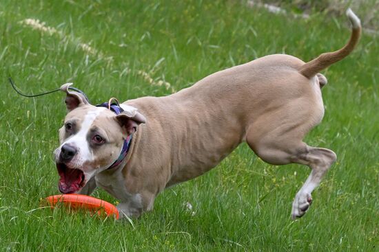 Russia Сynological Сompetition