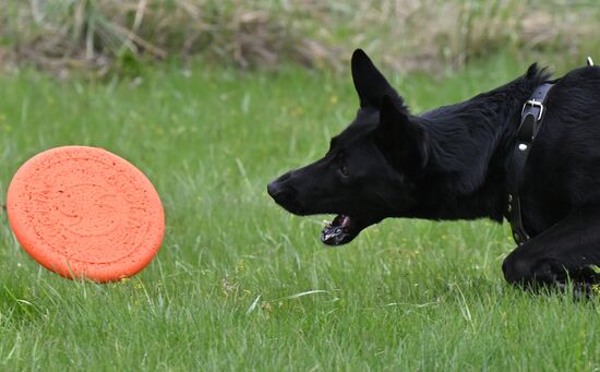 Russia Сynological Сompetition