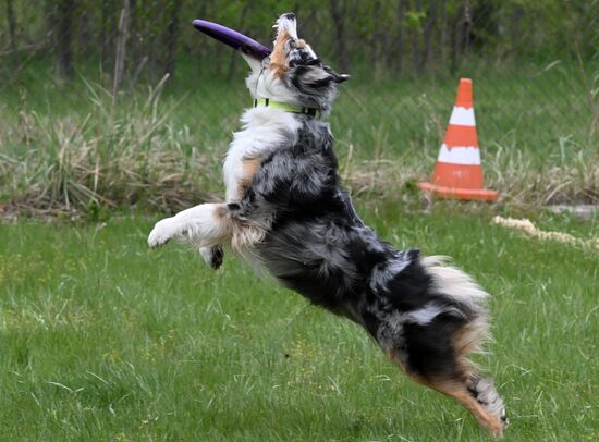 Russia Сynological Сompetition