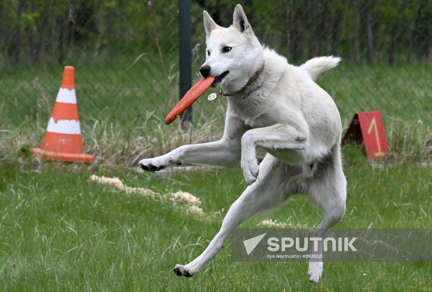 Russia Сynological Сompetition