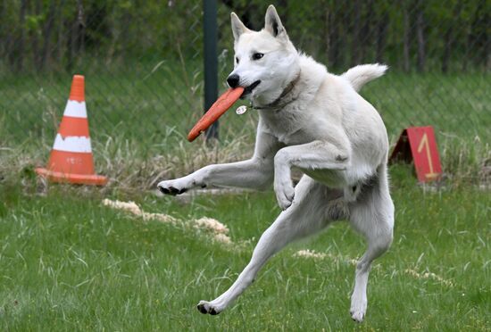 Russia Сynological Сompetition