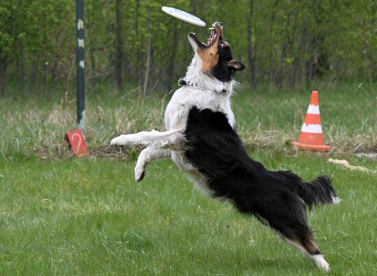 Russia Сynological Сompetition