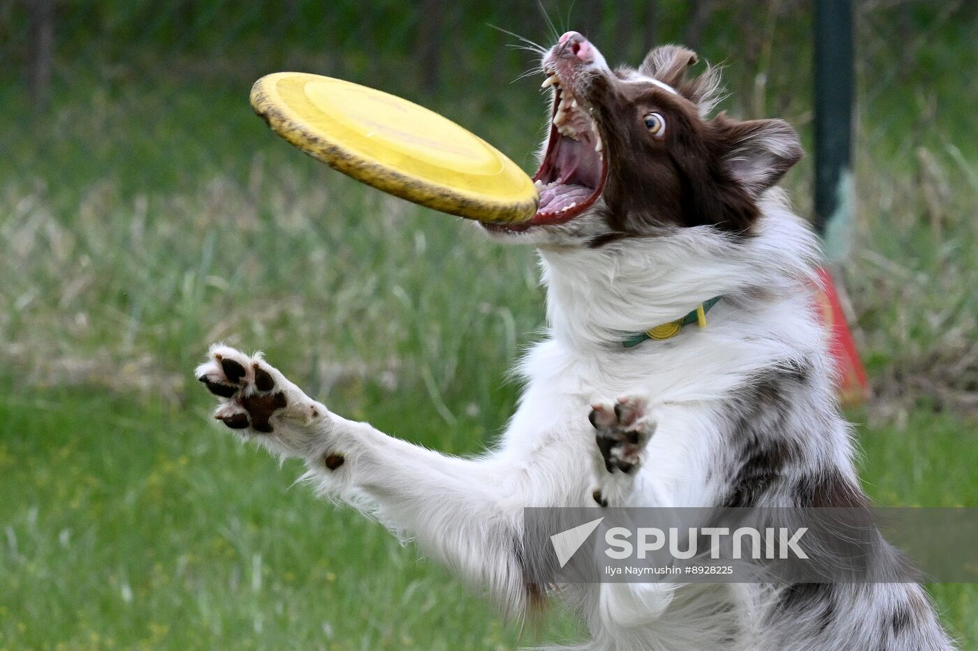 Russia Сynological Сompetition