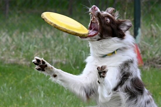 Russia Сynological Сompetition