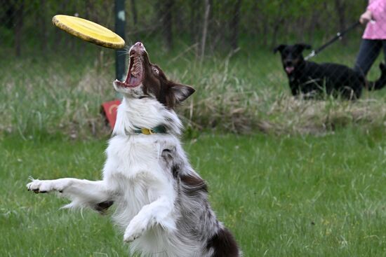 Russia Сynological Сompetition