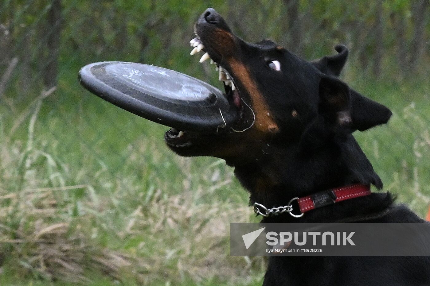 Russia Сynological Сompetition