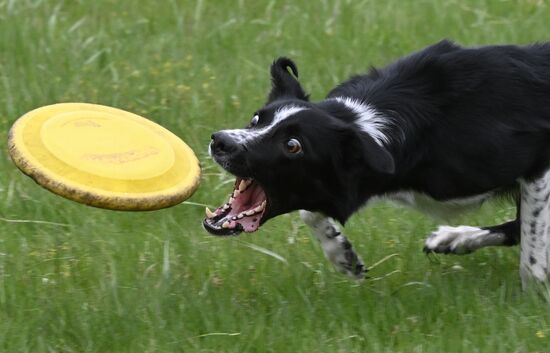 Russia Сynological Сompetition