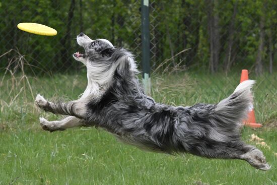 Russia Сynological Сompetition