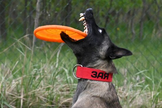 Russia Сynological Сompetition