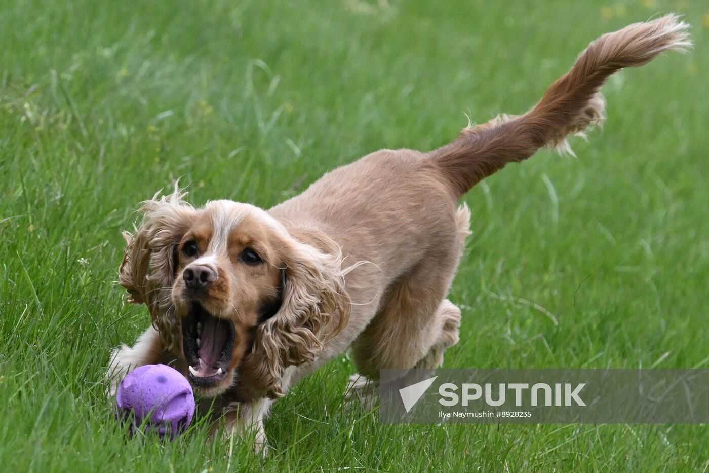 Russia Сynological Сompetition