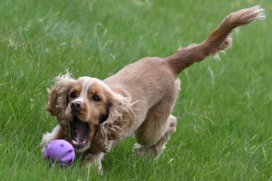 Russia Сynological Сompetition