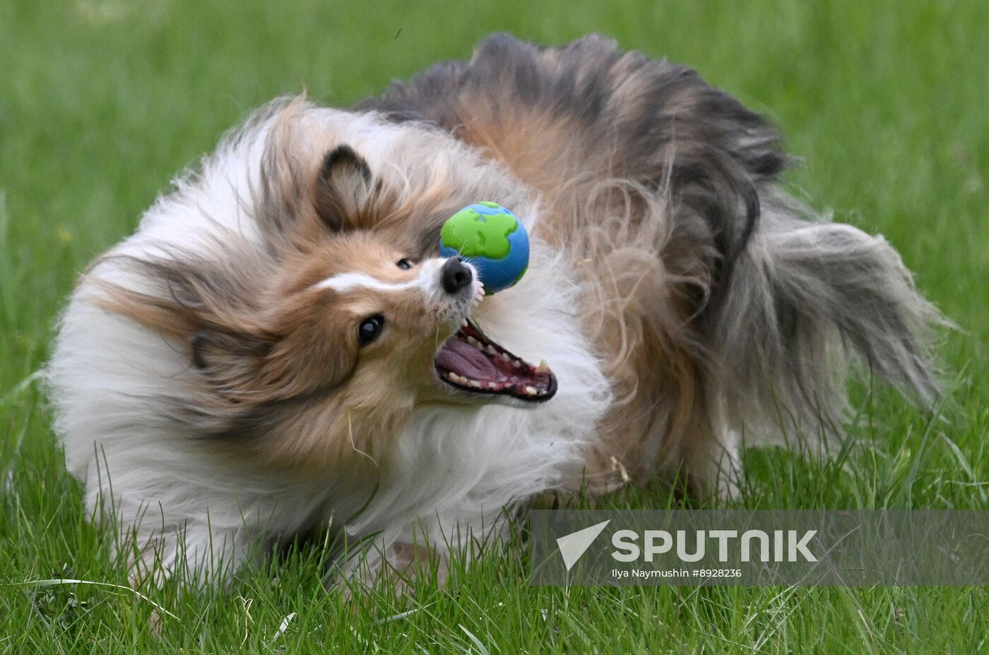 Russia Сynological Сompetition