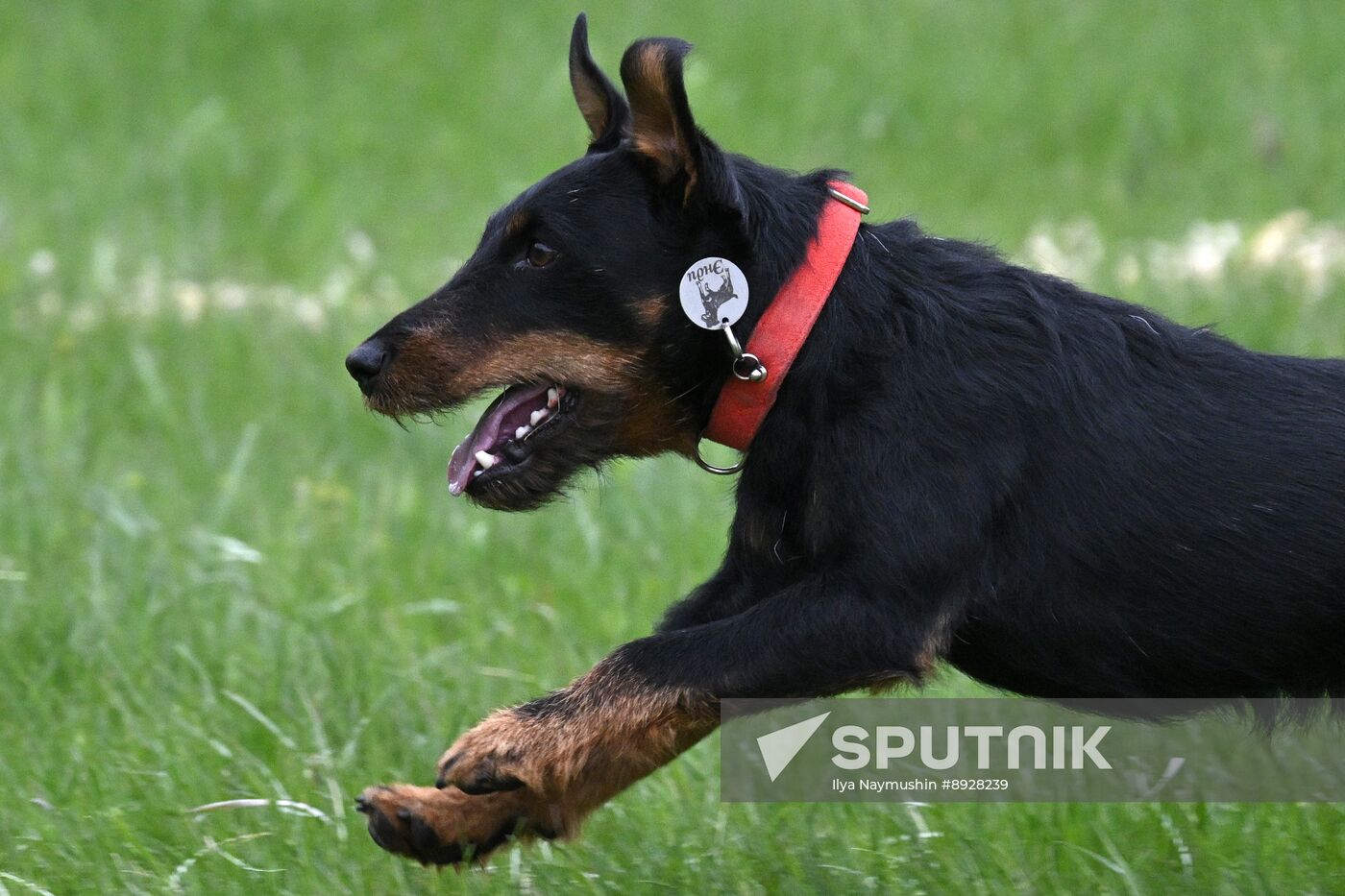 Russia Сynological Сompetition