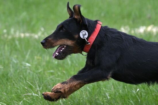 Russia Сynological Сompetition