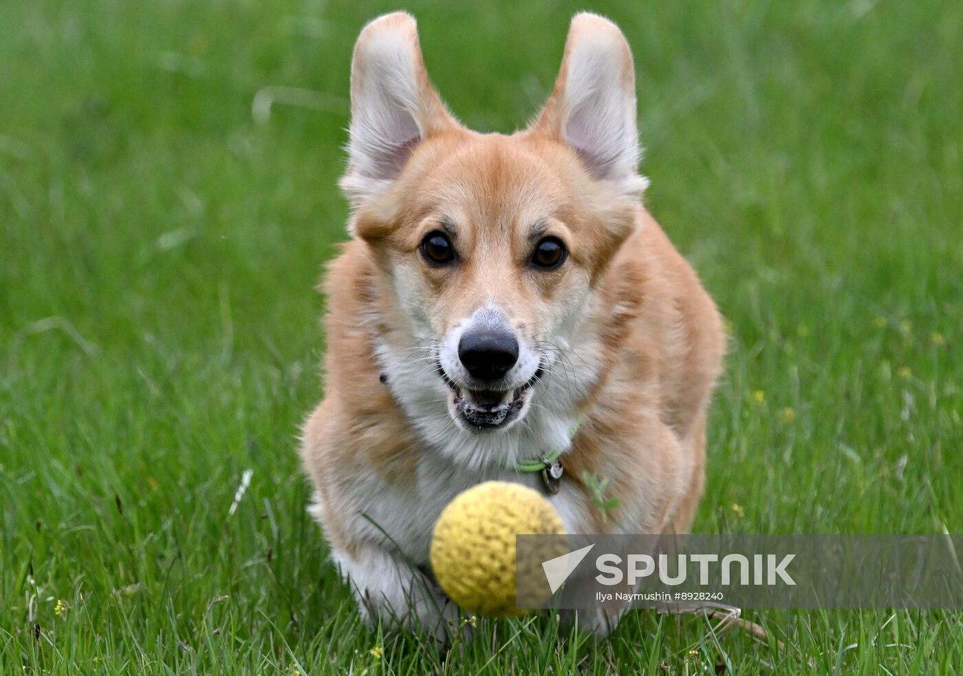 Russia Сynological Сompetition