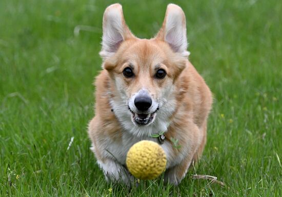 Russia Сynological Сompetition