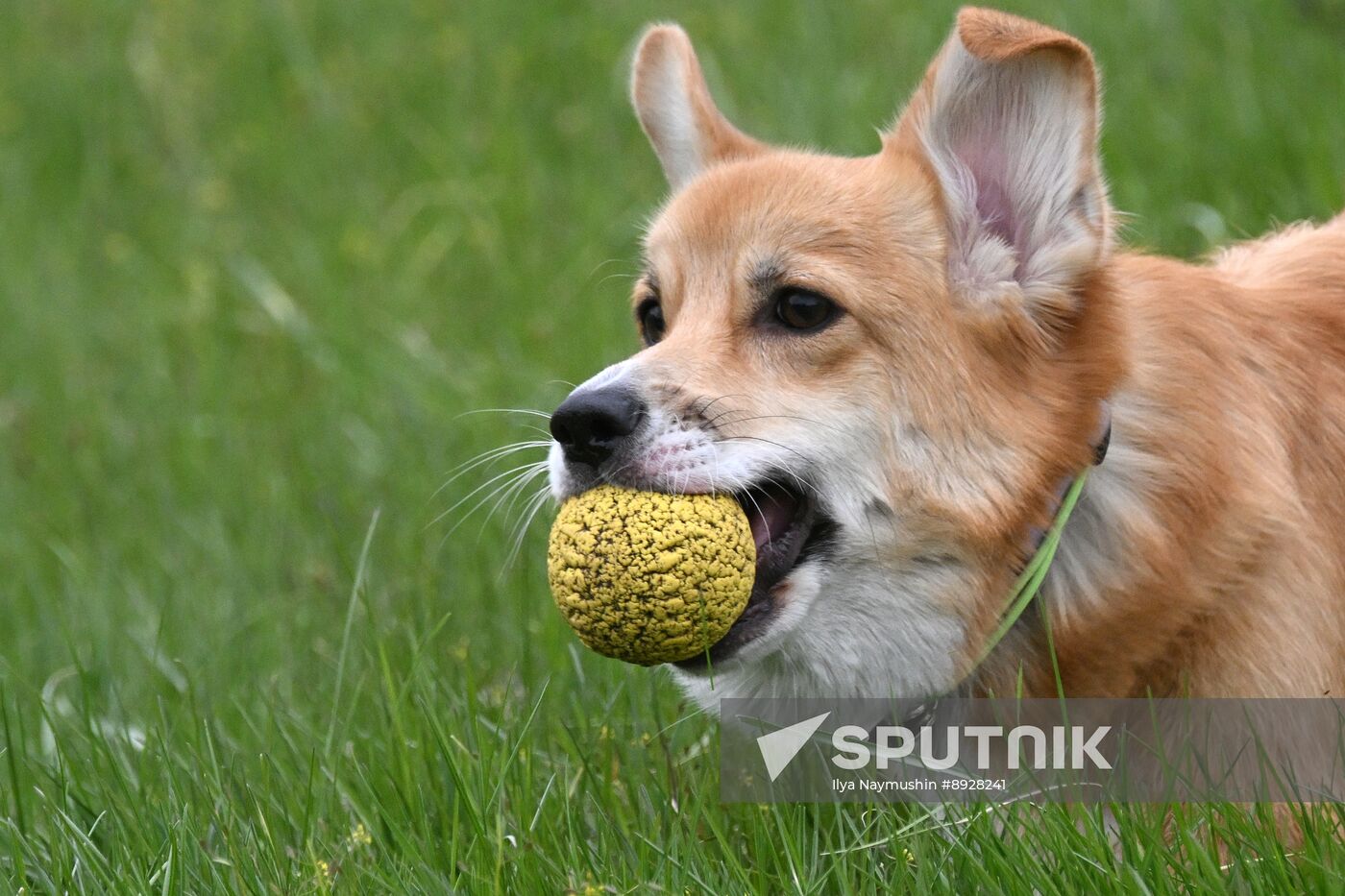 Russia Сynological Сompetition