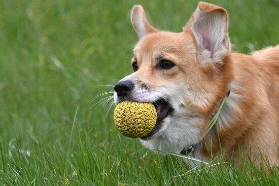 Russia Сynological Сompetition