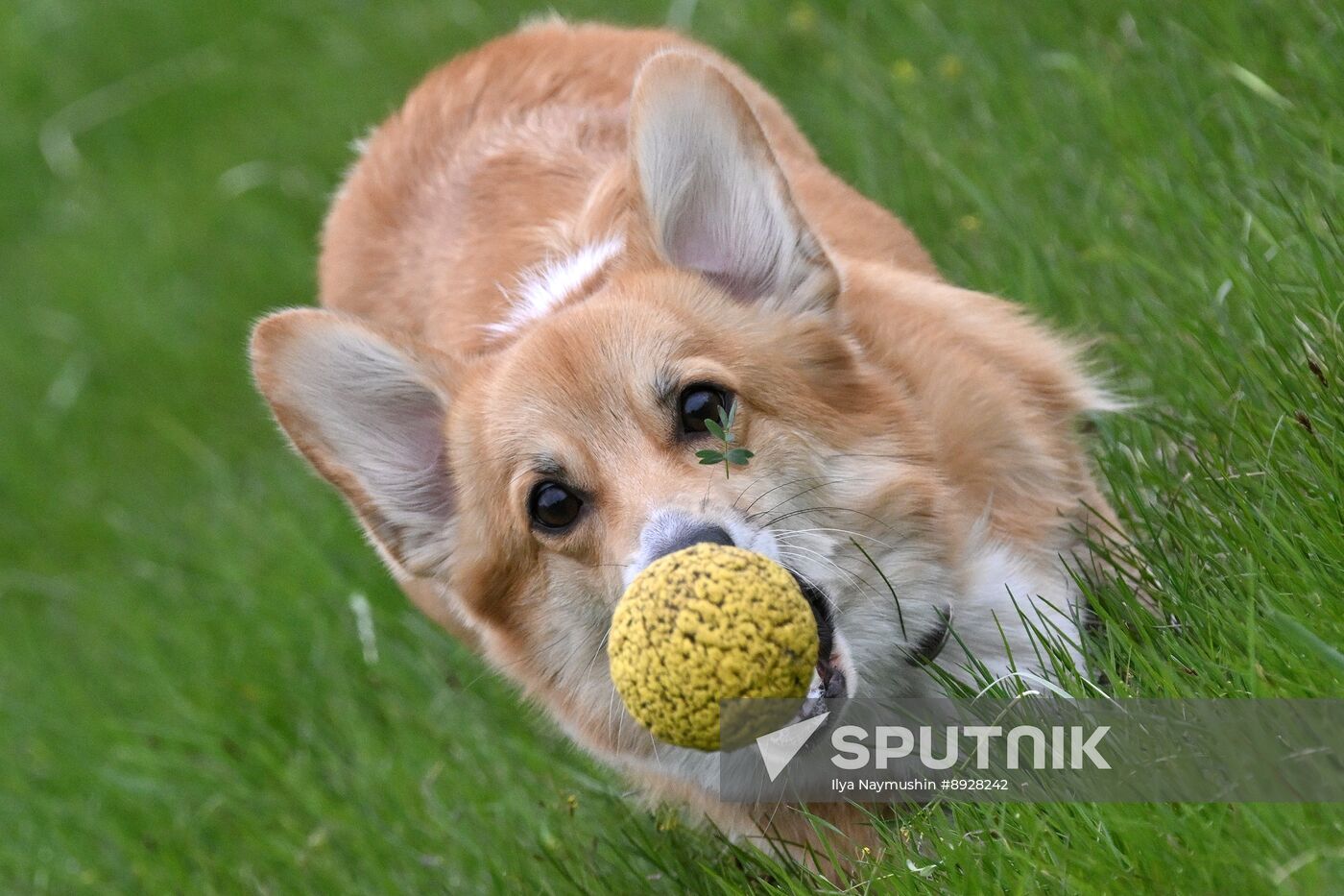 Russia Сynological Сompetition