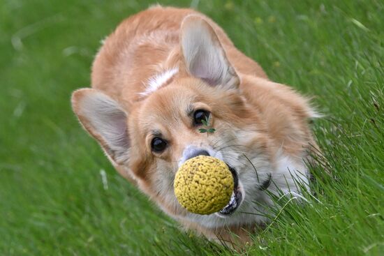 Russia Сynological Сompetition