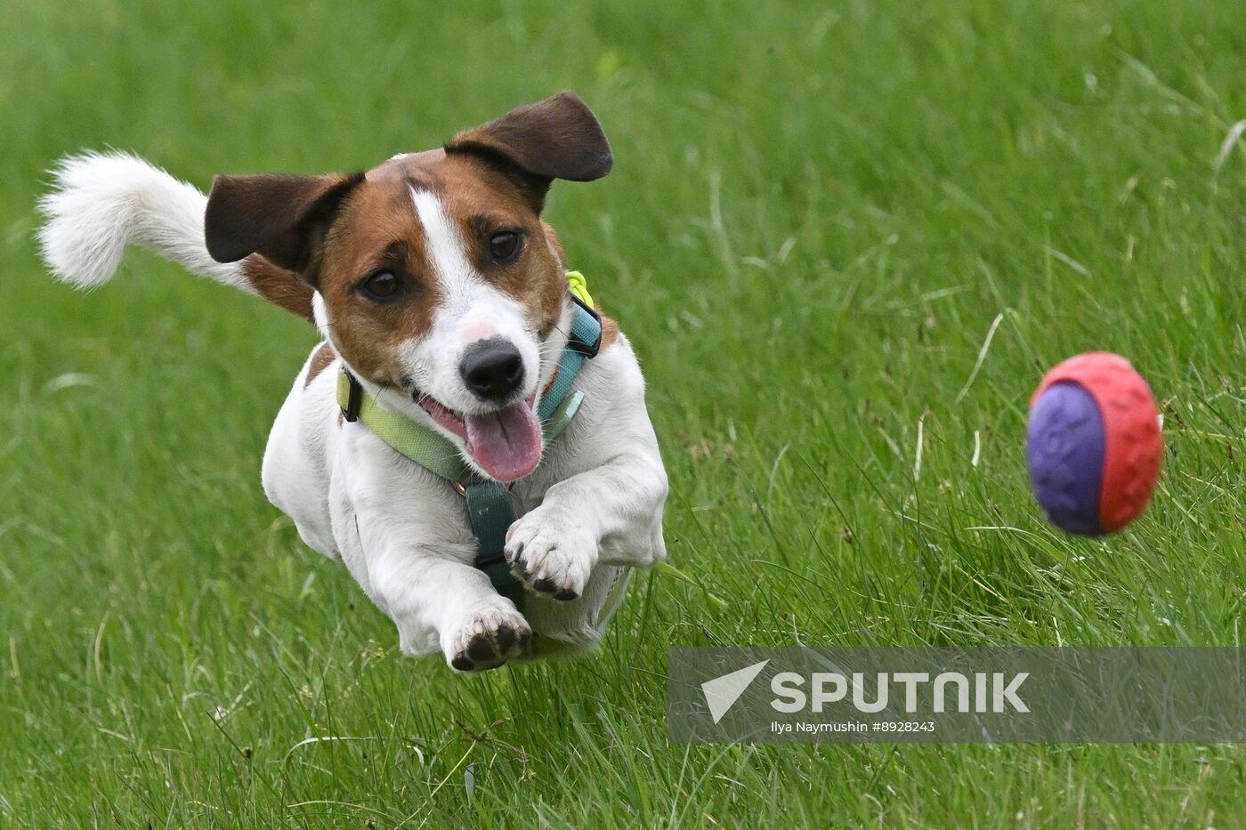 Russia Сynological Сompetition