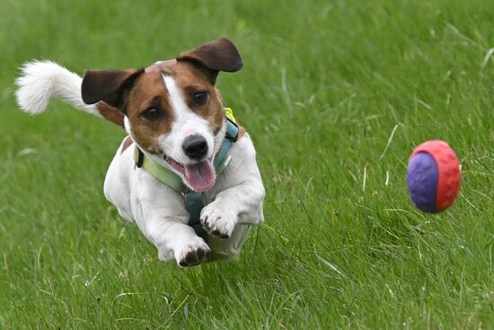 Russia Сynological Сompetition