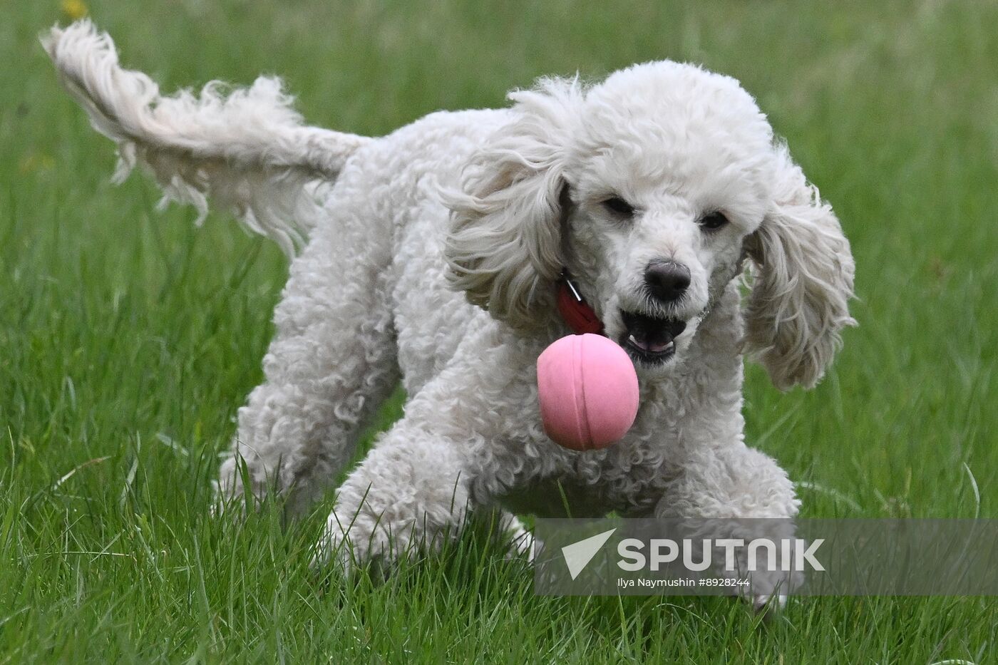 Russia Сynological Сompetition