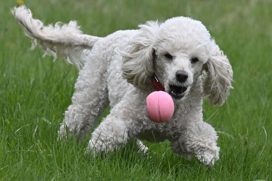 Russia Сynological Сompetition