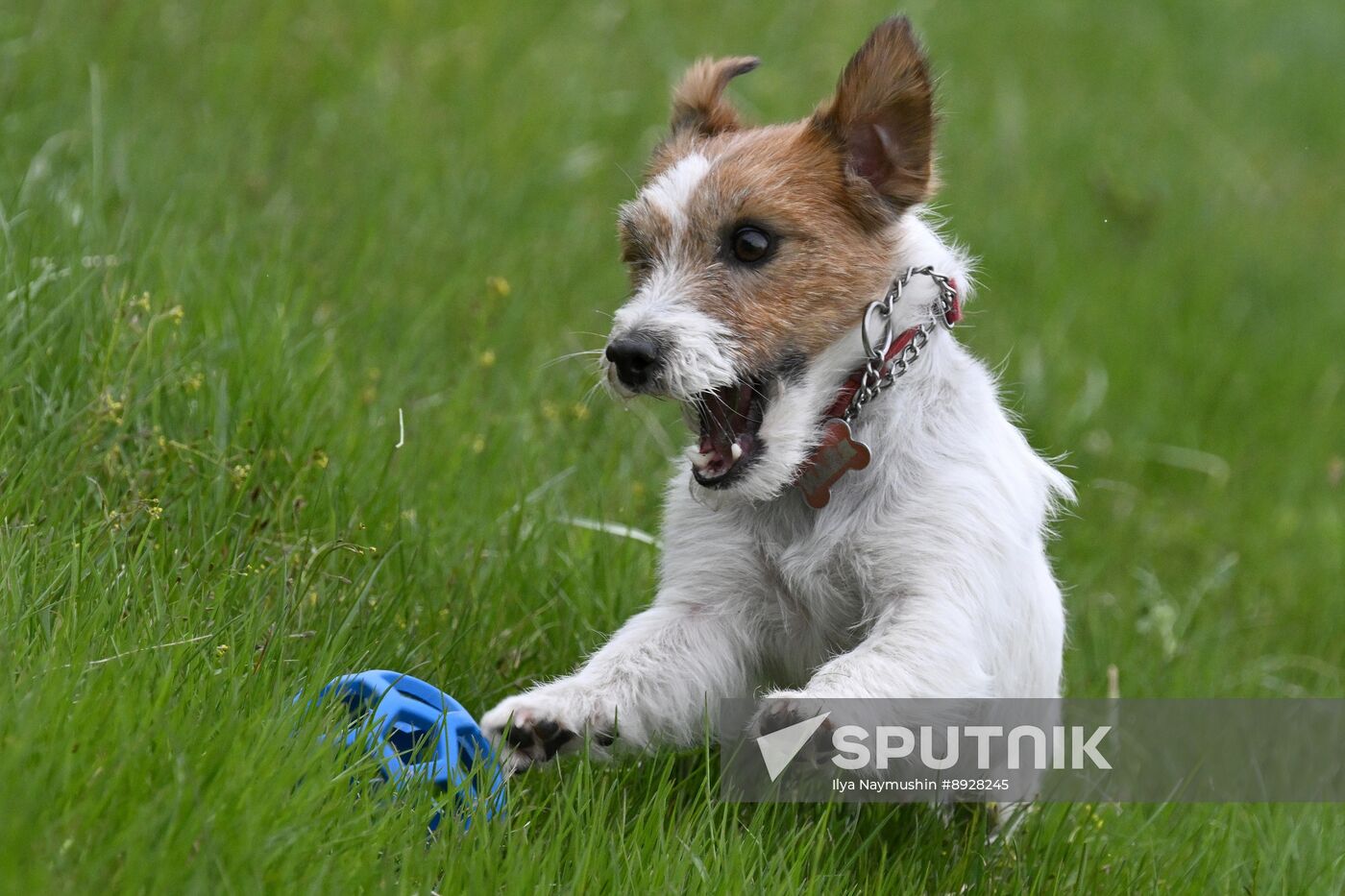 Russia Сynological Сompetition