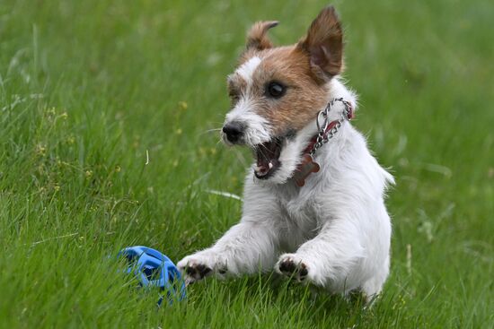 Russia Сynological Сompetition