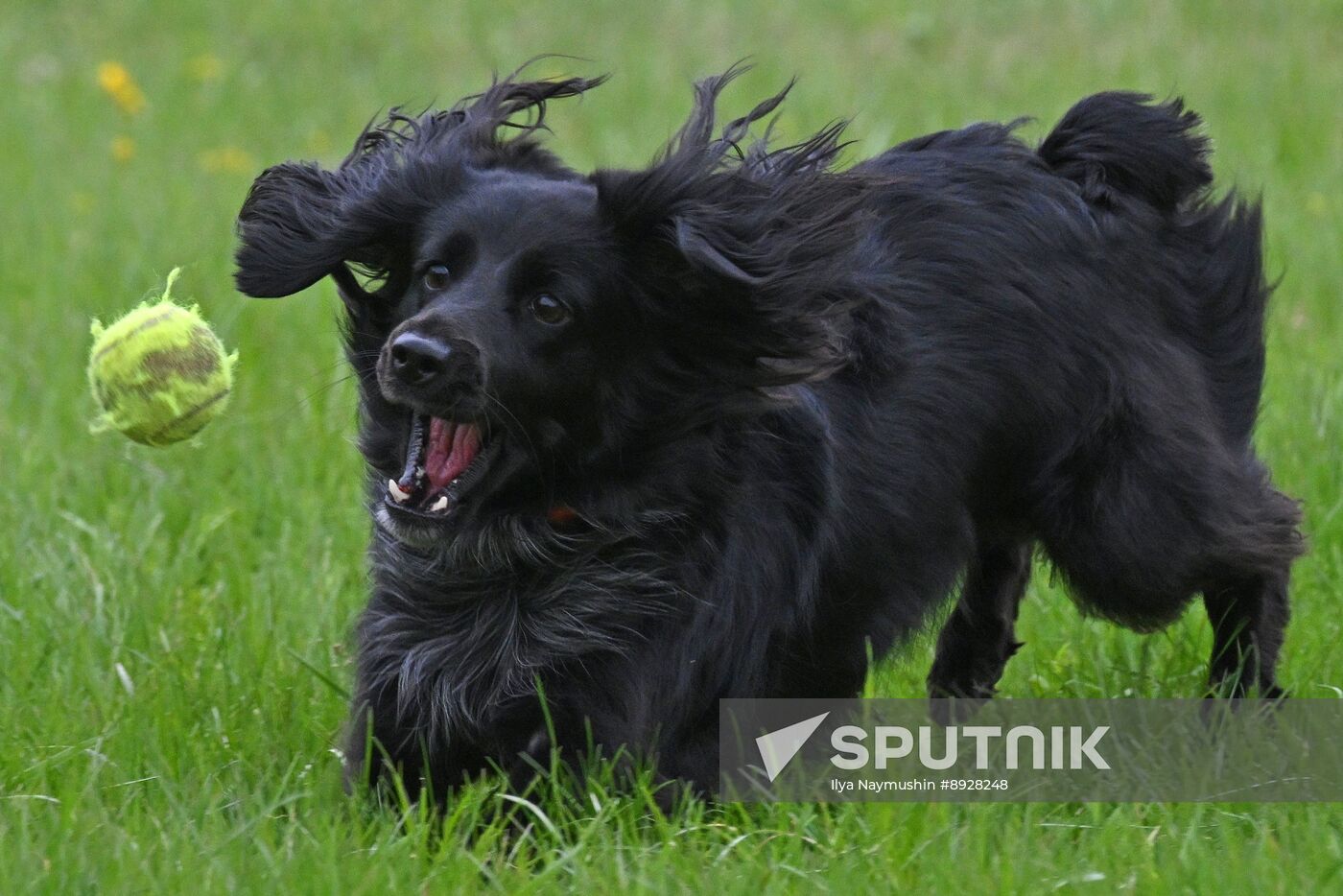 Russia Сynological Сompetition