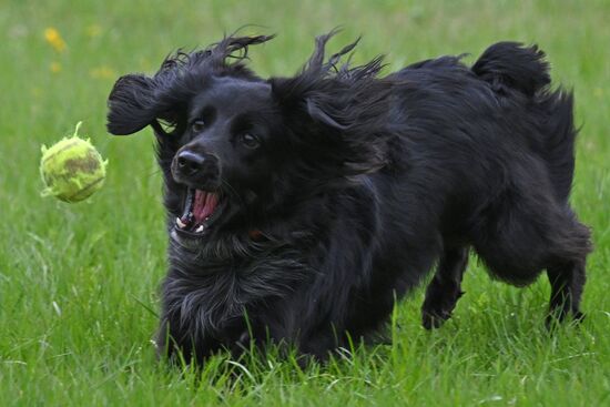 Russia Сynological Сompetition