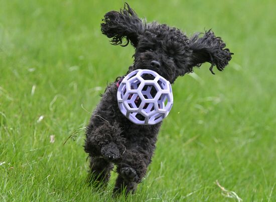 Russia Сynological Сompetition