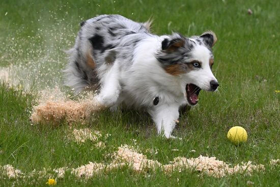 Russia Сynological Сompetition