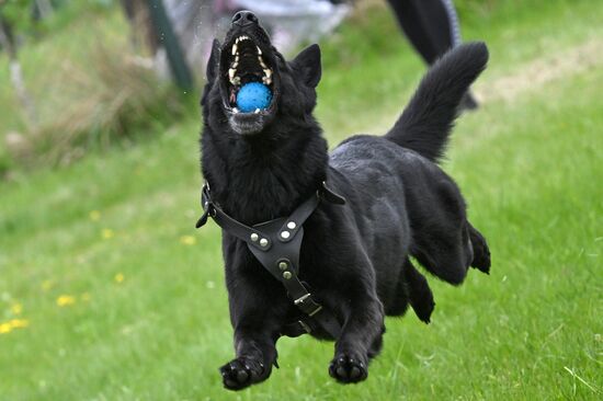 Russia Сynological Сompetition